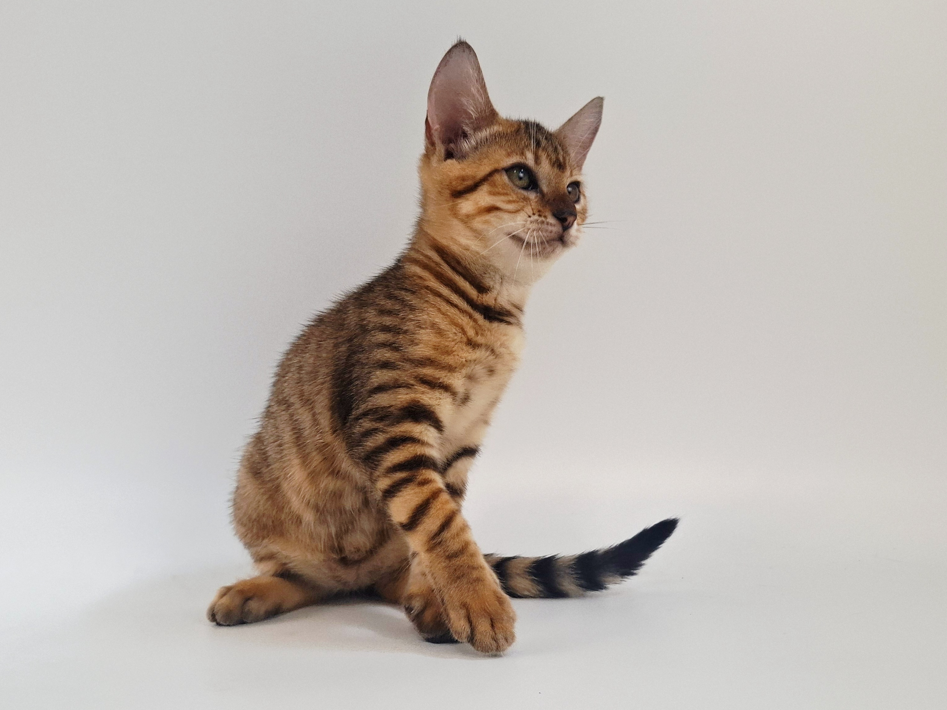 Kitten 2